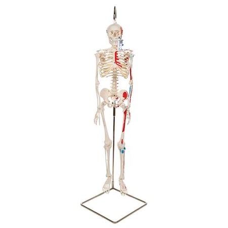 MiniSkeleton W.painted Muscles - W/ 3B Smart Anatomy